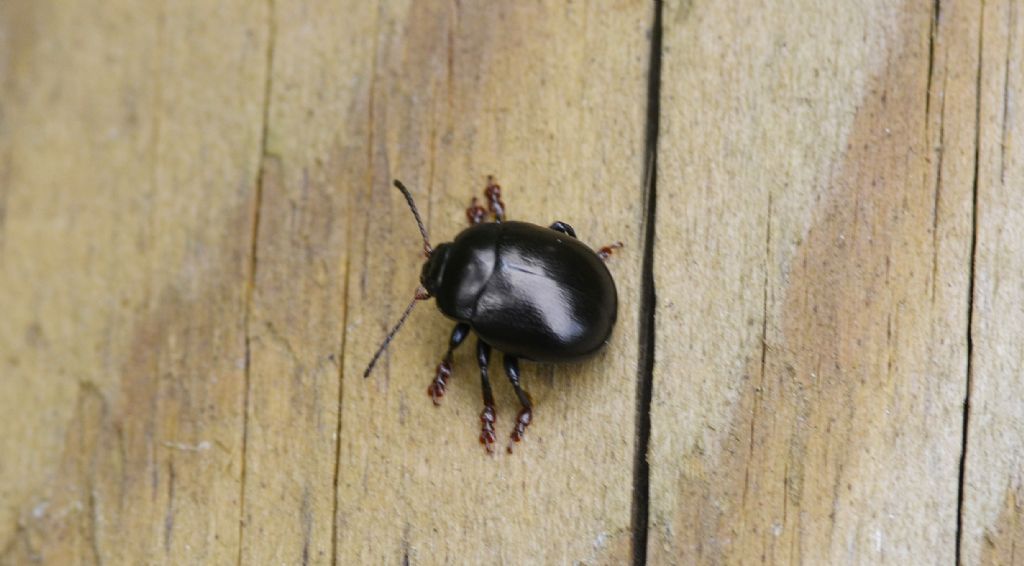 Chrysolina sturmi, Chrysomelidae